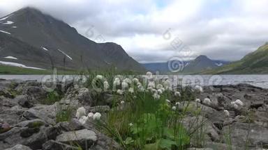 <strong>哈达</strong>塔格诺湖岸边的棉花草花。 极地Urals，俄罗斯